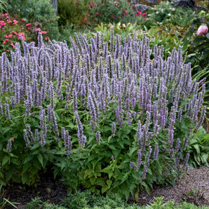 Anise Hyssop - Blue Fortune