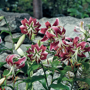 Asiatic Lily - Black Beauty