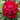 Dianthus - Constant Beauty Red