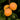 Apricot - Debbies Gold