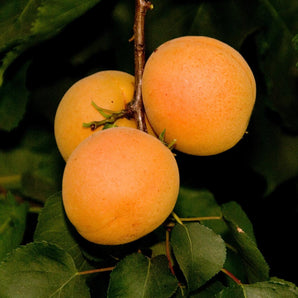 Apricot - Debbies Gold