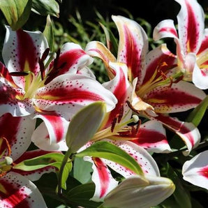 Asiatic Lily - Big Smile