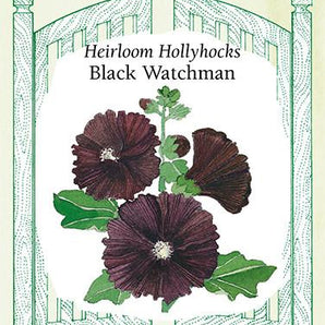 Flower Seeds - Black Watchman Hollyhocks